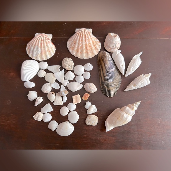 Assorted Seashell Collection - Picture 1 of 4
